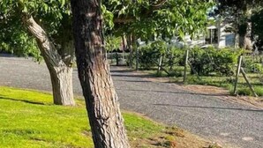 Un espace aménagé avec un arbre et un parterre de fleurs.