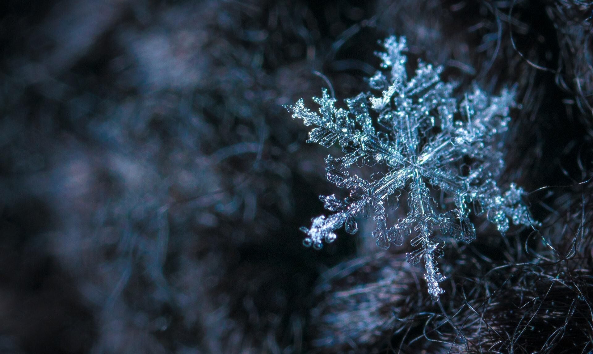 A close-up of a snowflake on a branch.