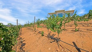 A vineyard with rows of grapevines and a modern building in the background. -  Casa Buena Vista (Valle de Guadalupe)