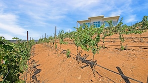 Vineyard
