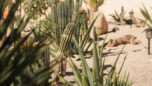 Um jardim no deserto com diversos cactos e suculentas, chão arenoso e céu limpo.