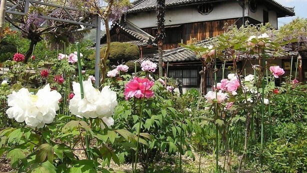 Ein traditionelles japanisches Gebäude mit einem Ziegeldach und Holzkonstruktion, umgeben von einem Garten mit verschiedenen blühenden Pflanzen.