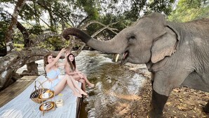 A wooden deck with a picnic setup and an elephant nearby. - The Elephant B&B (Chiangmai)