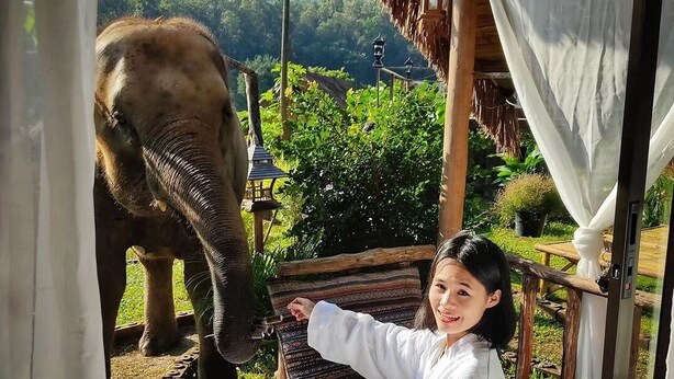 A person sitting on a bed with a table of fruits and a basket of bread, with an elephant in the background. - The Elephant B&B (Chiangmai)