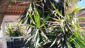 Un'area giardino con una palma, una panchina e un tetto in tegole sullo sfondo.