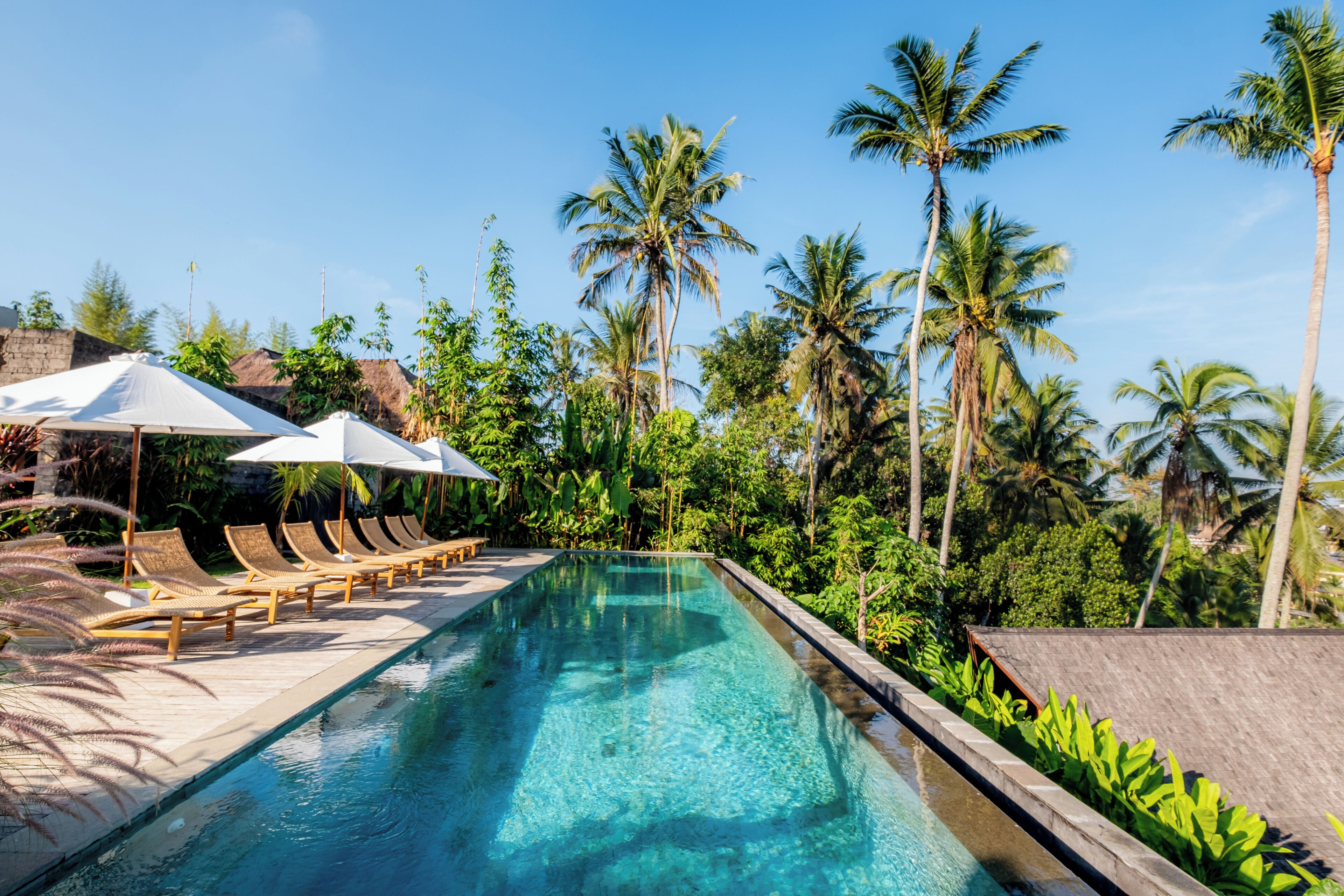 A pool area with lounge chairs and umbrellas, surrounded by palm trees.