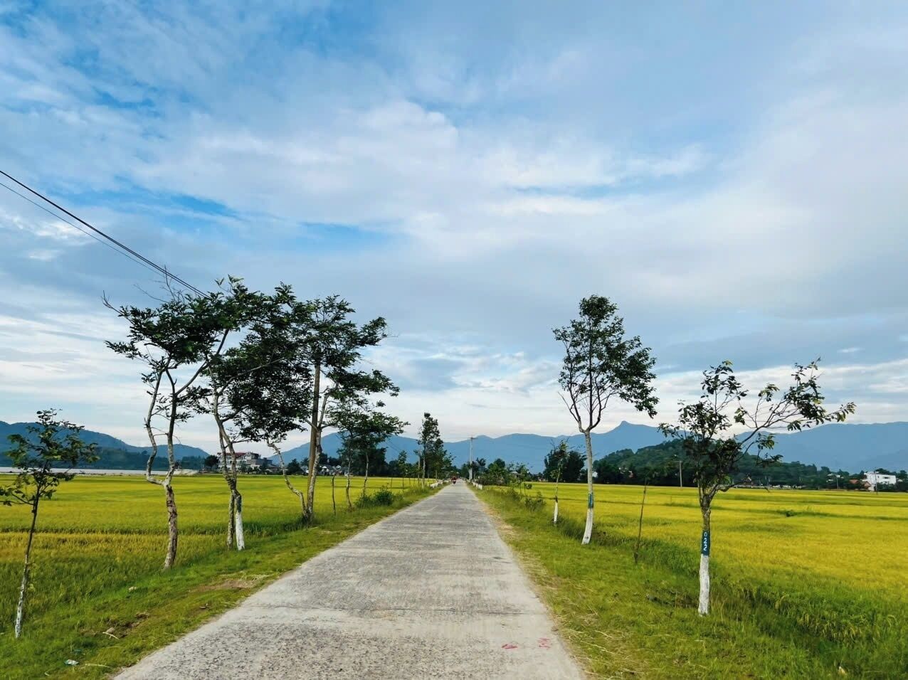 A rural road flanked by trees and fields, leading towards distant mountains.