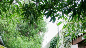 A narrow stone pathway flanked by lush greenery and a white wall with climbing plants. - Cozy Crner, home away from home, near from pristine beaches num2 (Langebaan)