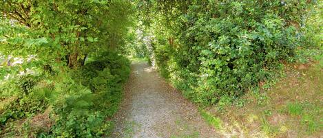 A narrow gravel path surrounded by dense green foliage.