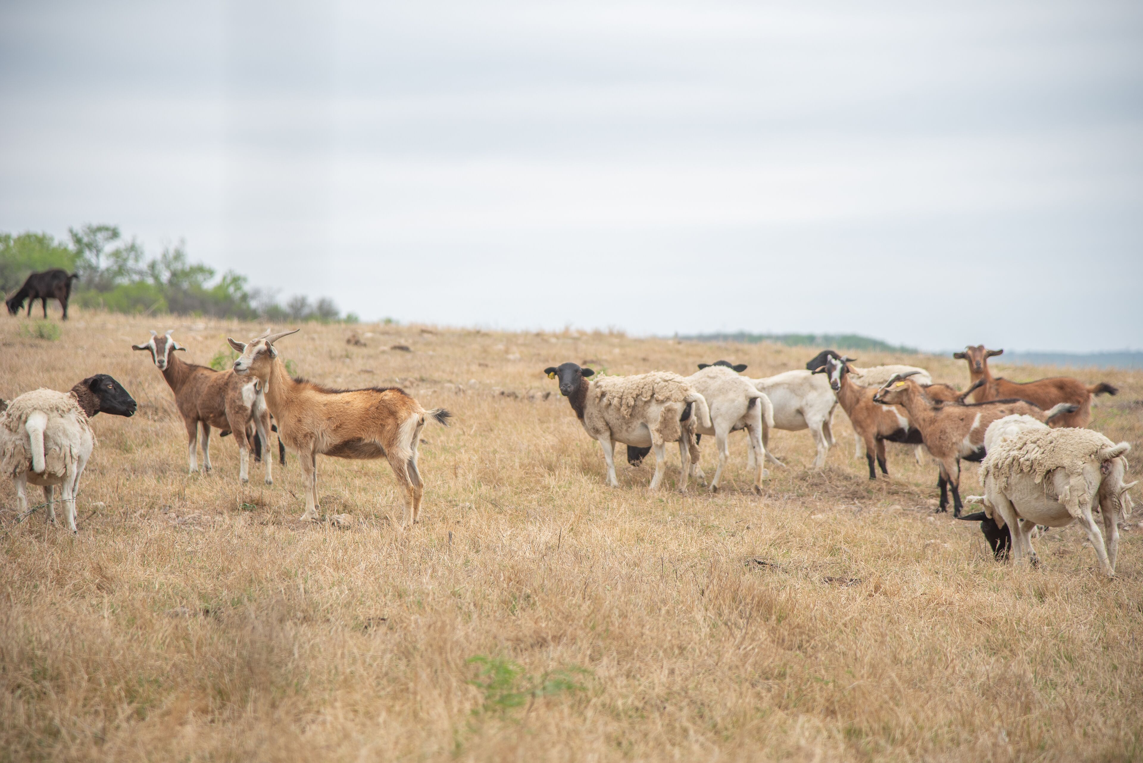 A herd of goats grazing in a dry grass field.
