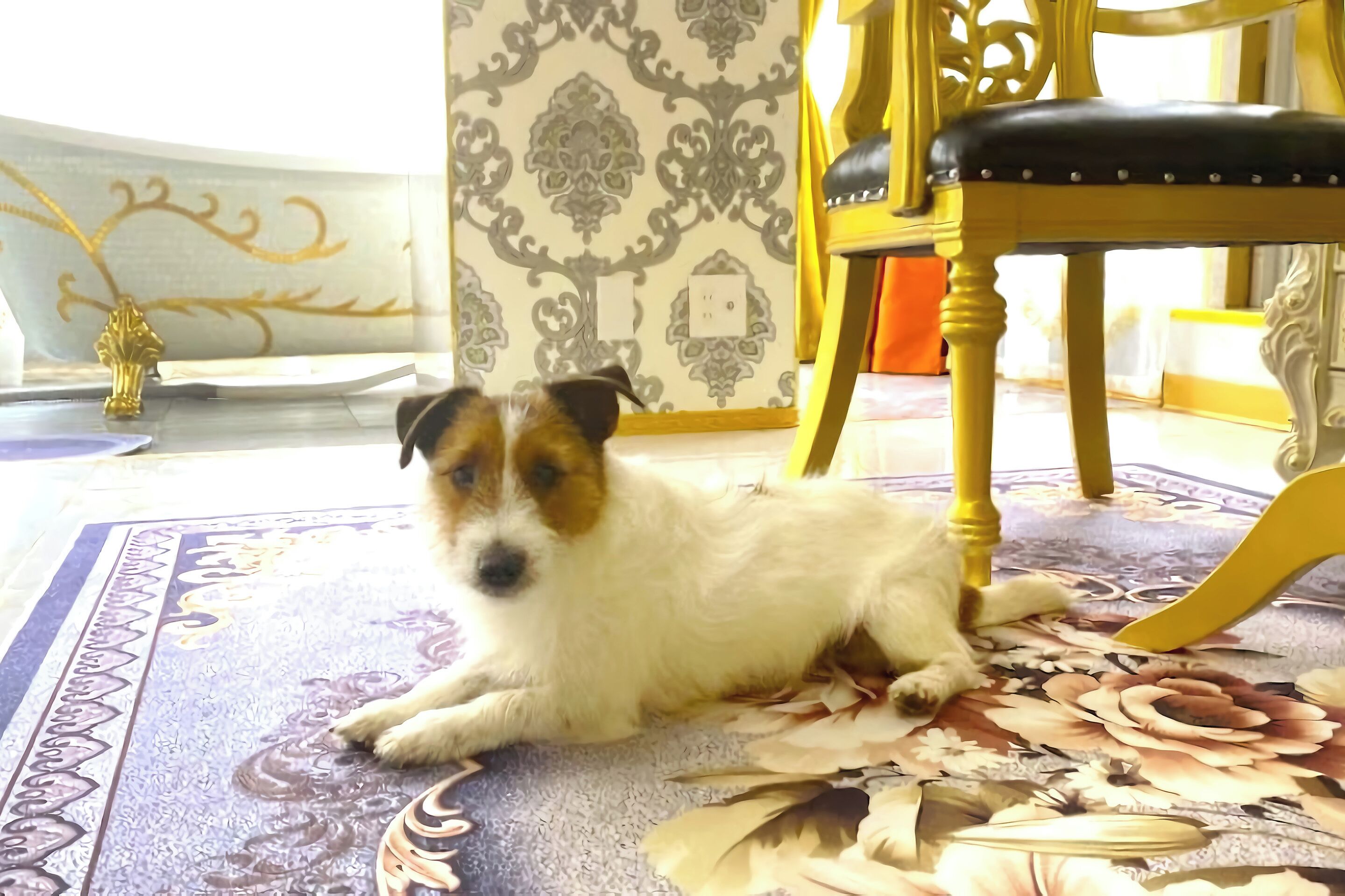Un perro descansando sobre una alfombra estampada en una habitación con una silla decorativa y una pared con un diseño ornamental.