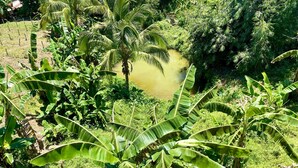 Üppige grüne Landschaft mit Bananenstauden und einem kleinen Teich.