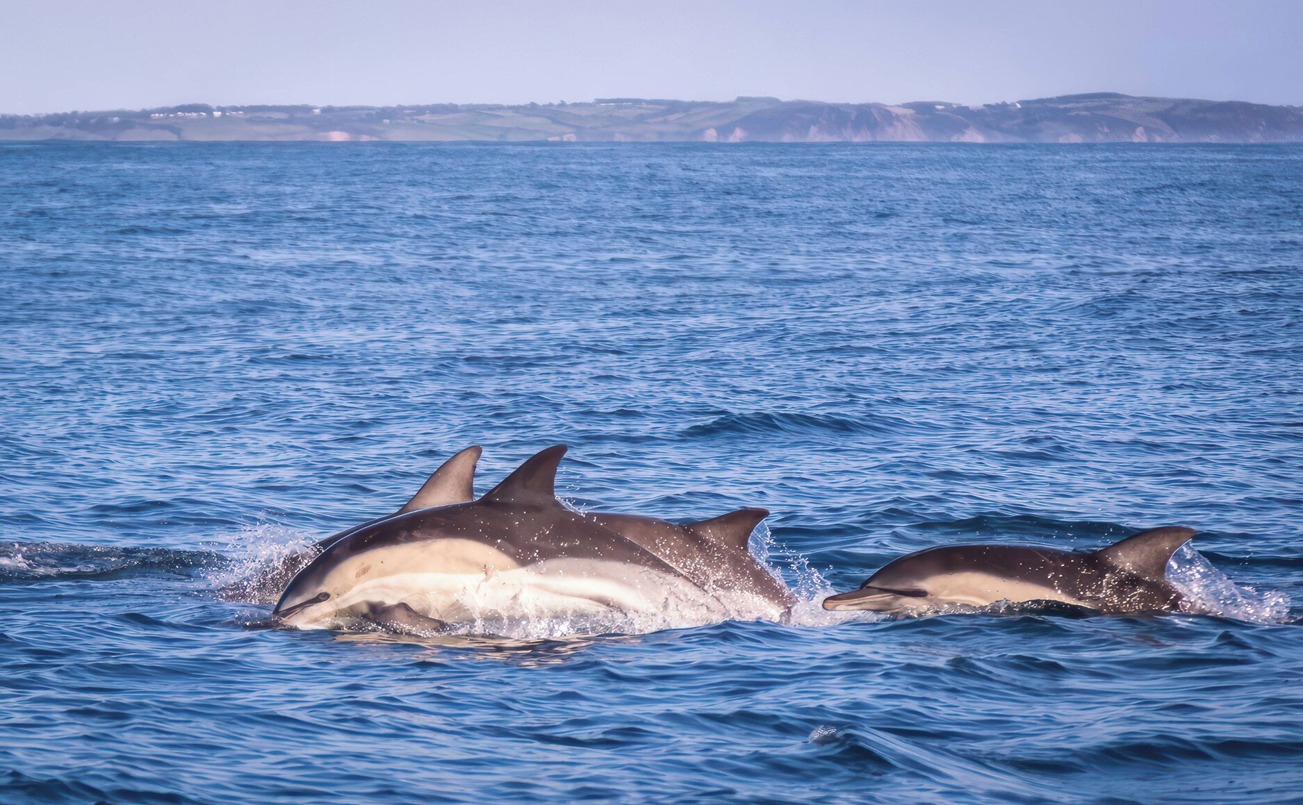 Two dolphins in the ocean with a distant coastline.