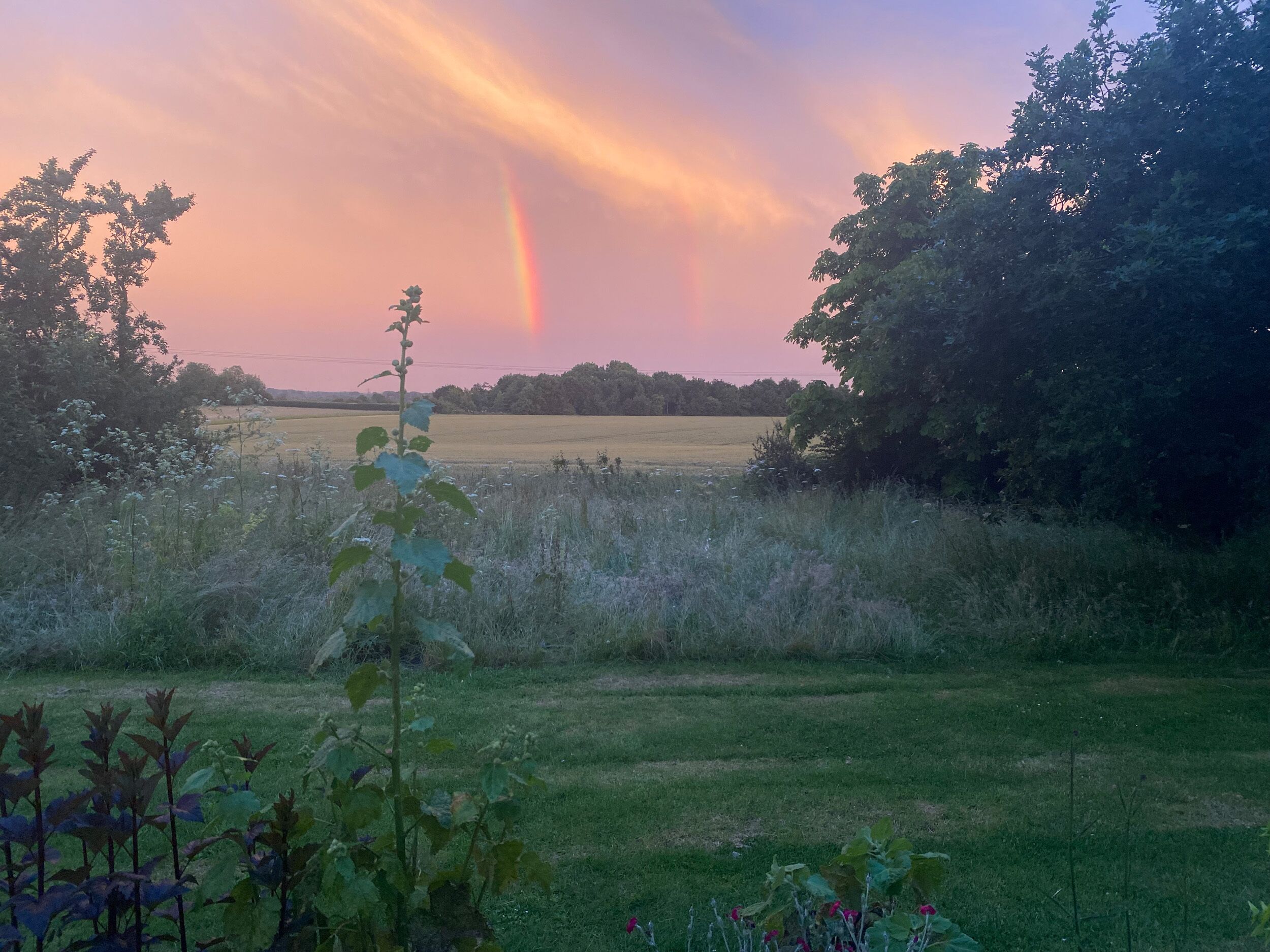 A field with a rainbow, trees, and a grassy area.