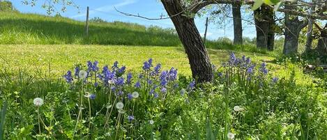 A tree with purple flowers and green foliage in a grassy field.