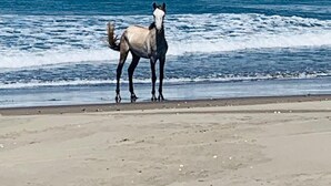 Een paard dat op een strand staat, met de oceaan op de achtergrond.