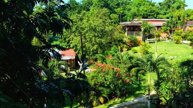 A lush garden with a pathway leading to a house with a red roof. - Areca Palms (Port Antonio)