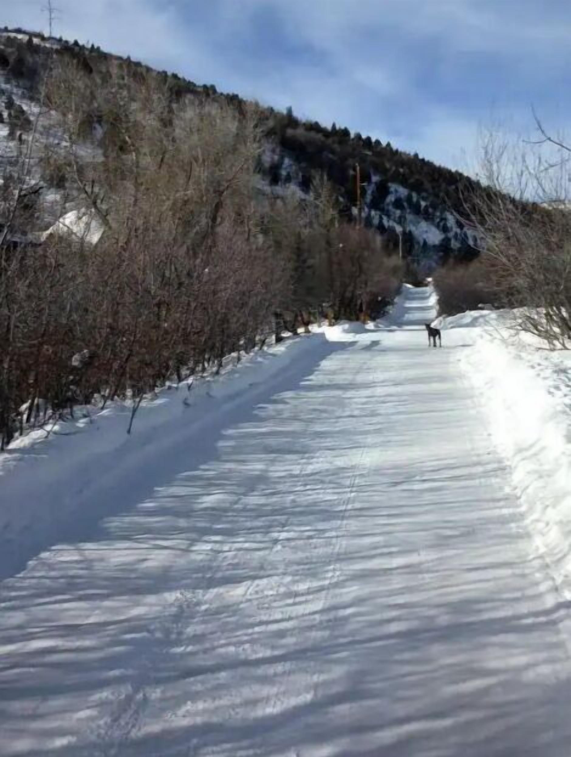 A snow-covered path with trees on either side and a hilly background.