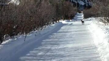 A snow-covered path with trees on either side and a hilly background.