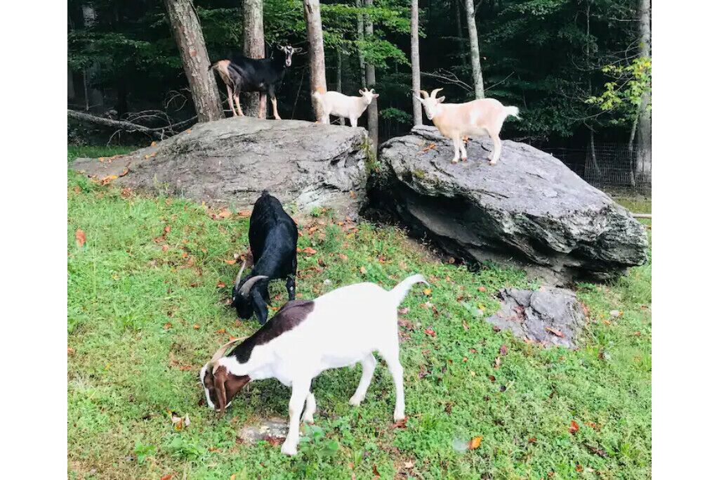 Zen Dome: Relax & Revive in the Beauty of Nature