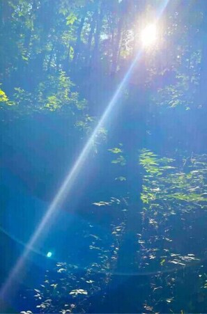 Un paisaje forestal con luz solar filtrándose entre los árboles.