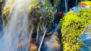 Une petite cascade dans une zone boisée, avec des rochers et des arbres couverts de mousse en arrière-plan.