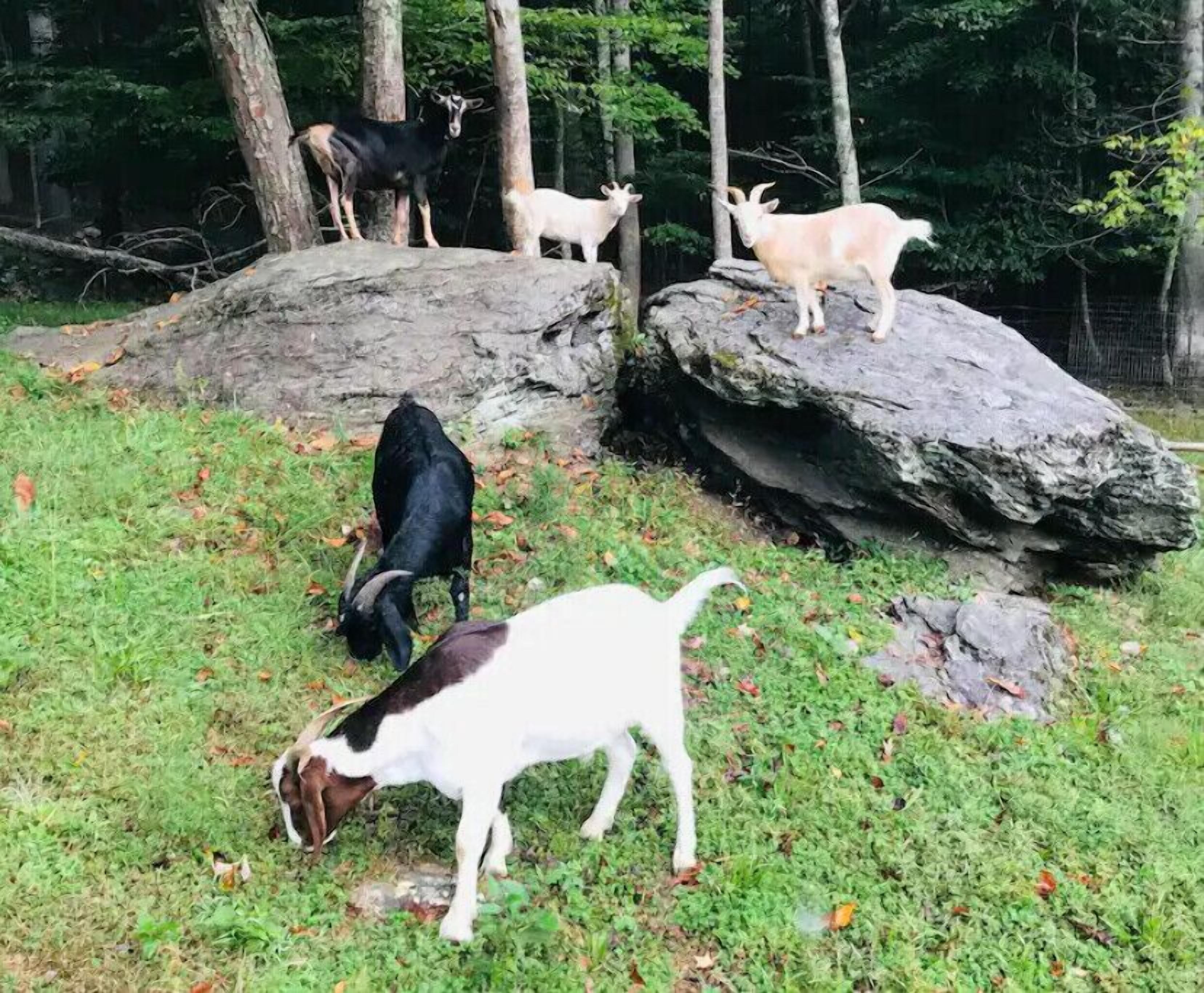Un grupo de cabras en un entorno natural con árboles y rocas.