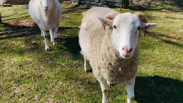 Twee schapen in een grasveld, met een hek op de achtergrond.