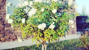 A stone building with a large window and a bush of white flowers in front. - Viento Andino (San Rafael)