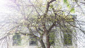 A two-story building with a white facade, multiple windows, and a tree in front. - Private Ground Level 2BR Condo (Frederick)