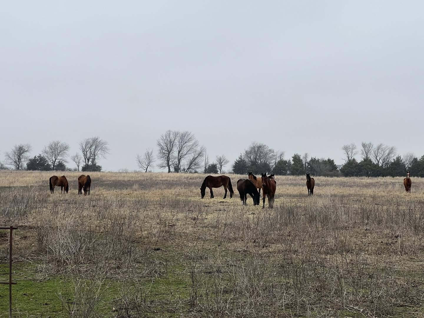 Wild Horse Hideout/Private Pool Country Living