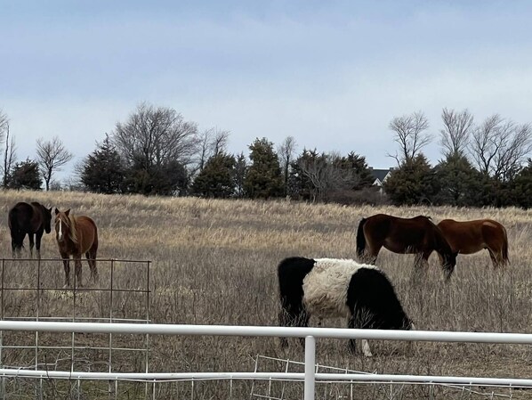 Un área cercada con caballos pastando.