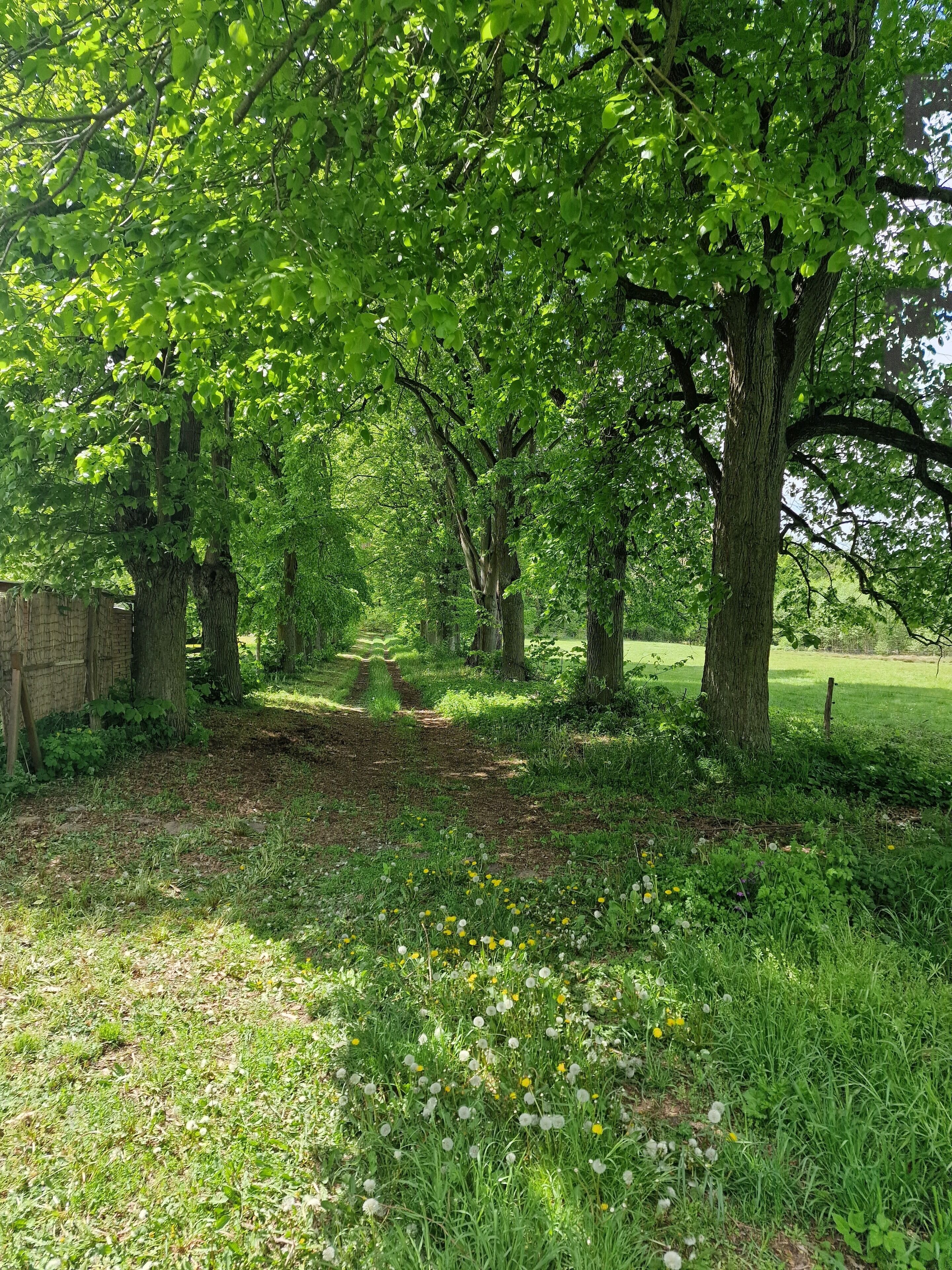 Un sentier qui traverse une zone boisée, bordée d’arbres et de pissenlits.