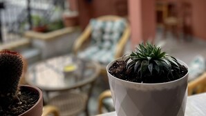 En potteplante på en balkon med udsigt til en patio og en bygning i baggrunden.