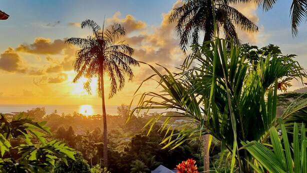 A garden with palm trees, a pond, and a variety of plants. - La Trouvaille Holiday Chalets (Mahé Island)