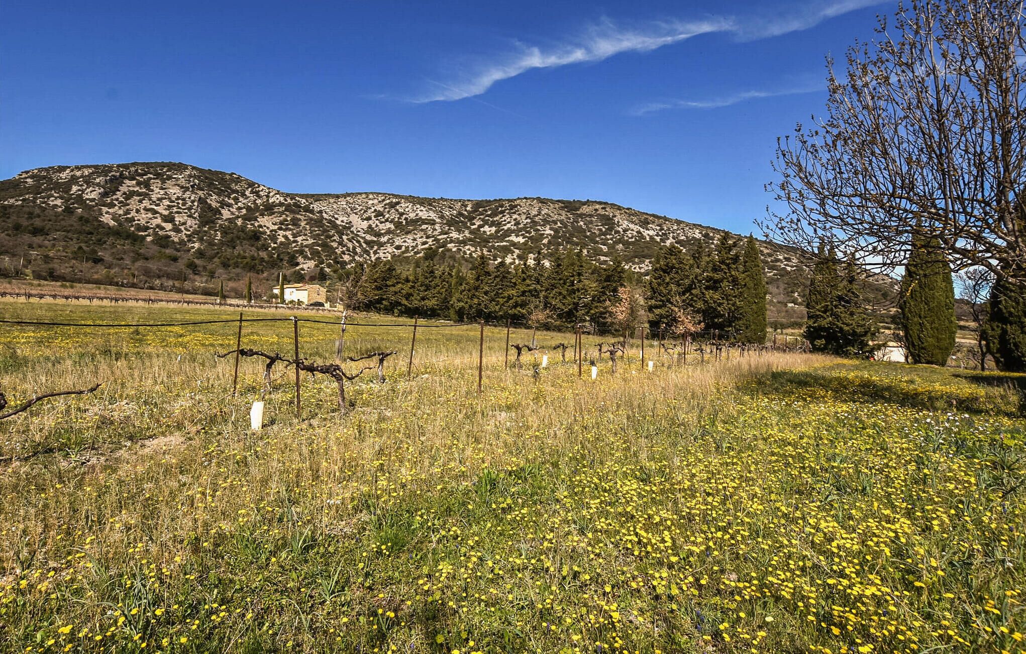 Paesaggio rurale con un vigneto, una montagna sullo sfondo e cielo sereno.