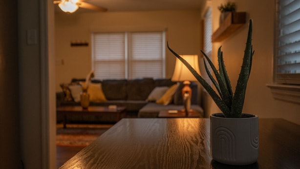 Ein Holztisch mit einem Topf-Aloe-Vera-Pflanz, eine Couch und eine Lampe in einem gemütlich beleuchteten Raum.