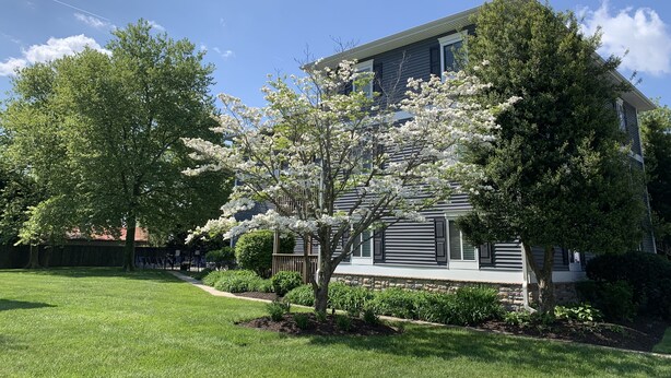 A two-story house with a front yard, a small porch, and a tree with white blossoms. - POOL, PARKING, 2BR 2 BA, walk to town! (Rehoboth Beach)