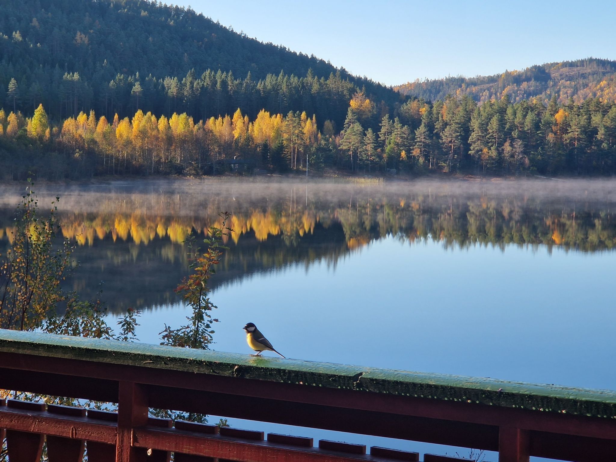 A serene lake with a bird on a wooden railing, surrounded by autumn-colored trees and a misty backdrop.
