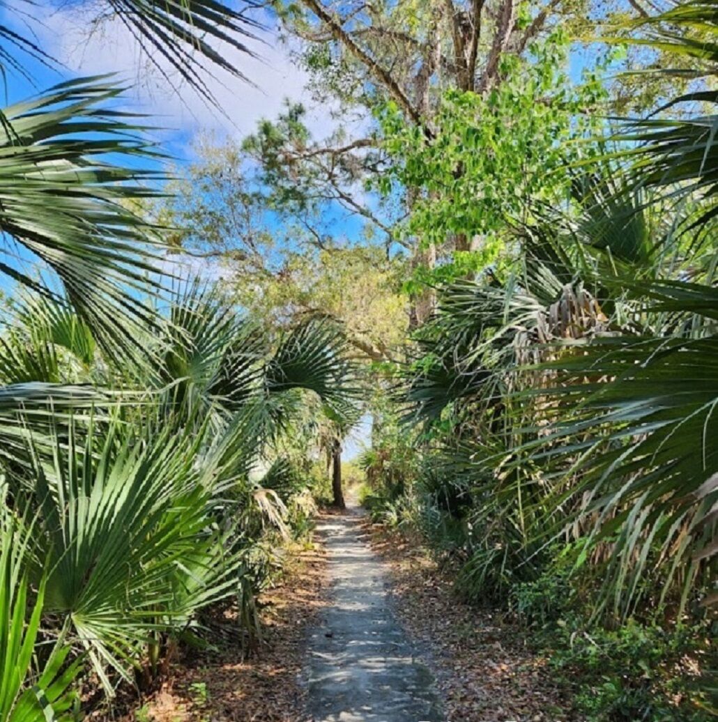 A pathway flanked by palm trees and dense foliage, leading into a forested area.