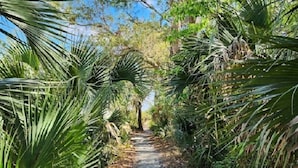 Un sendero bordeado de palmeras y vegetación exuberante, que se adentra en una zona boscosa.