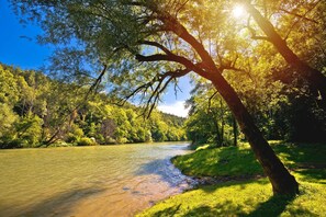 Une rivière qui traverse une forêt, la lumière du soleil filtrant à travers les arbres.