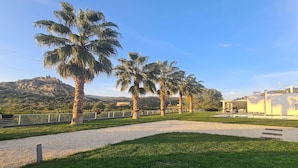 A pathway lined with palm trees, a grassy area, and a building with a white facade.