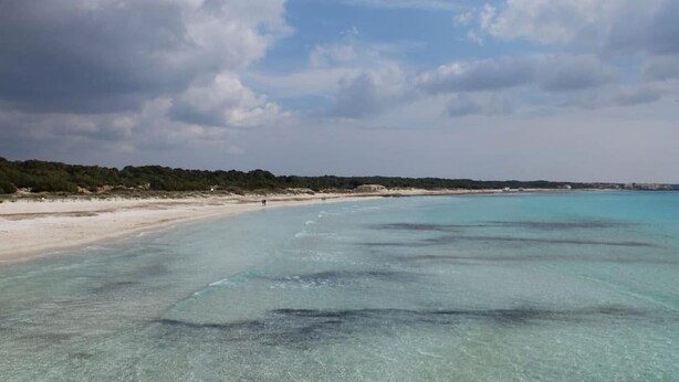 Une plage avec une eau claire et peu profonde, un rivage sablonneux et une ligne d’arbres à l’horizon.