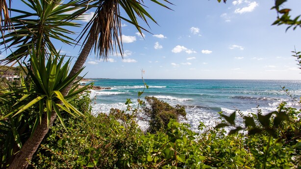 A coastal landscape with a palm tree, ocean waves, and a clear sky. - Vacation Home Casa sulla Spiaggia 1 with Sea-View, Terraces & Garden (Orosei)