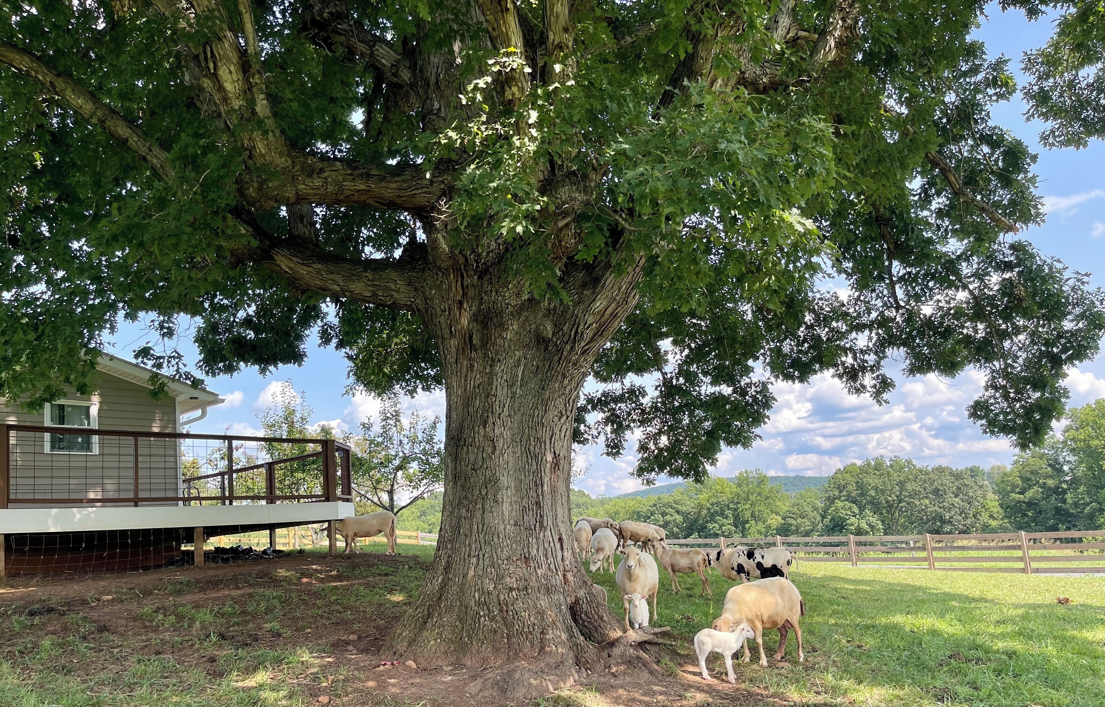 Un grande albero in una zona erbosa, con una casa e un recinto sullo sfondo.