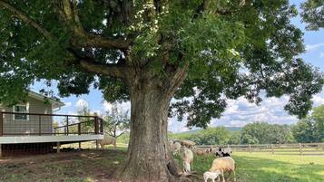 Un grande albero in una zona erbosa, con una casa e un recinto sullo sfondo.