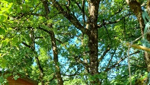 A hammock tied between trees in a wooded area with a wooden structure nearby. - Beautiful Quercy house near the Chemin de St Jacques (LUNAN)