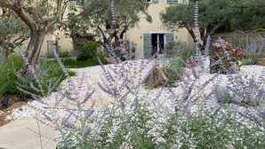 Eine Villa im mediterranen Stil mit Garten, bestehend aus Lavendelsträuchern und Olivenbäumen.