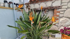 A potted bird of paradise plant with peacock flowers in a garden area with a stone wall and a tiled roof. - Nidus Alaçatı  (Cesme)